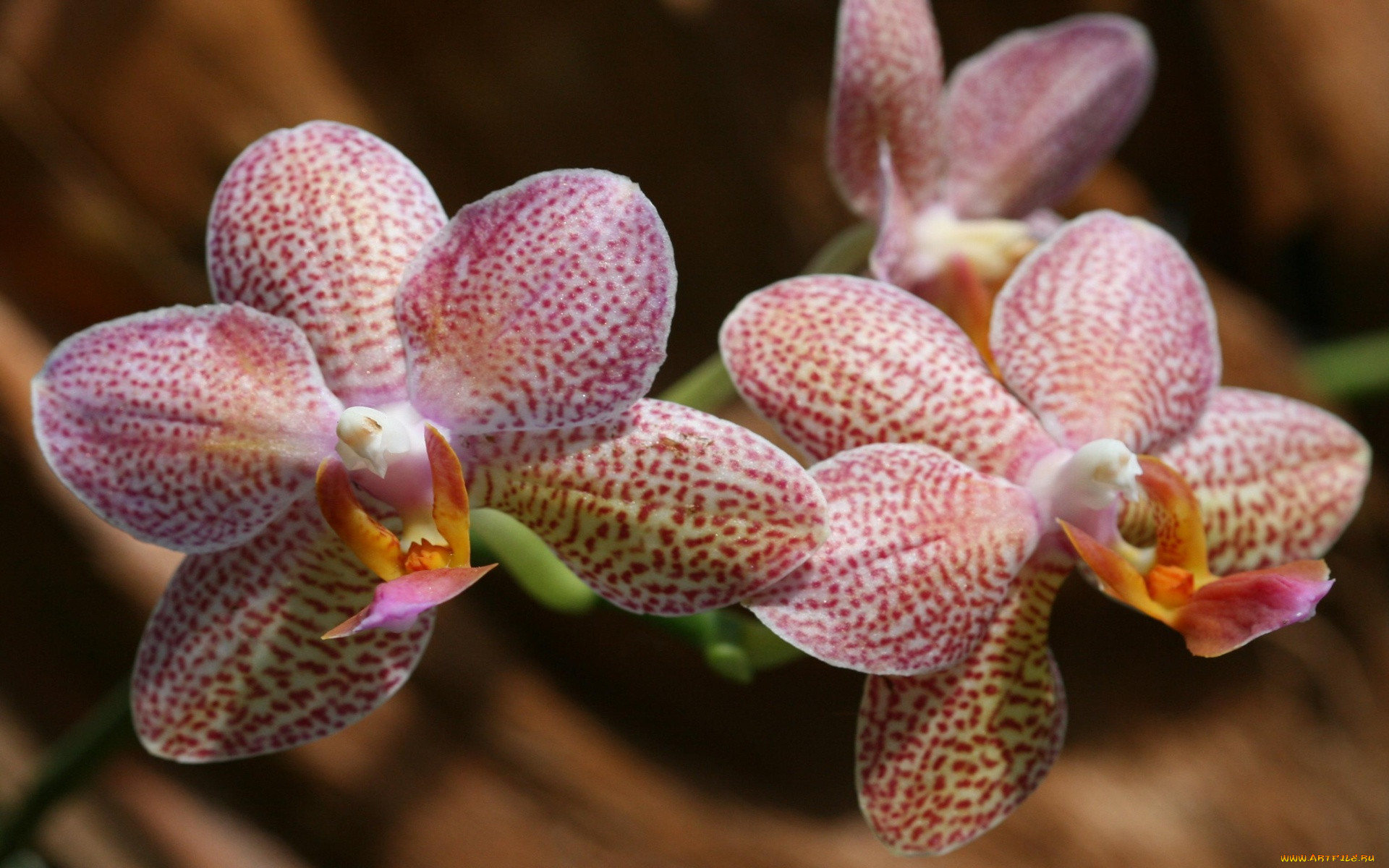 Орхидея Вивиан